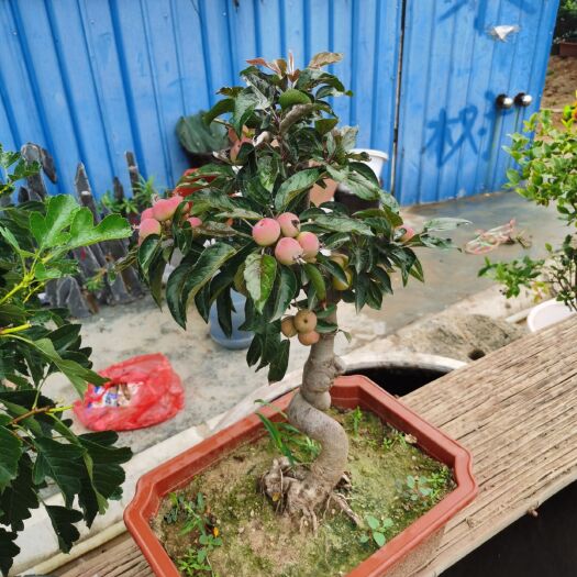 平邑县苹果盆栽 盆栽苹果造型