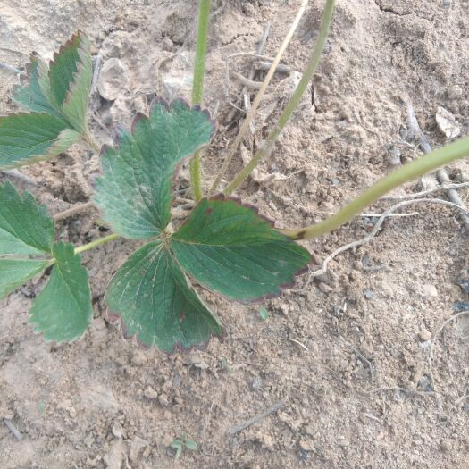 泰安红颜丰香草莓苗 10~20公分 地栽苗