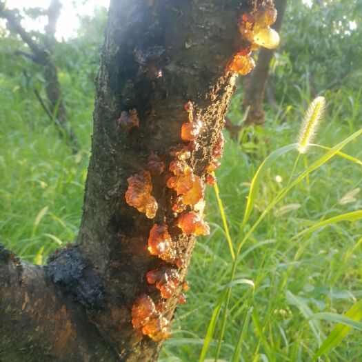 衡南县野生桃胶 桃花泪，是桃树天然分泌的树脂，有着很高的营养价值和药用价值
