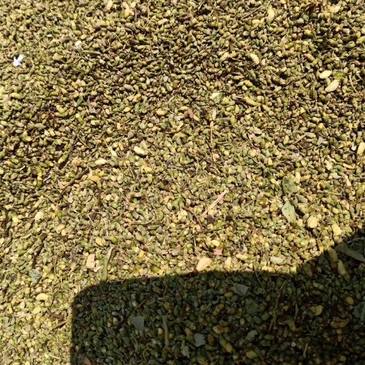 无棣县 槐米出售，量大价格可以谈