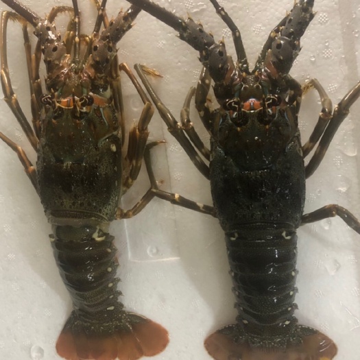 深圳越南青龙虾 活猛小青龙