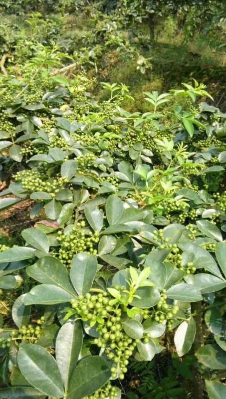 文县 高品质无公害九叶青花椒