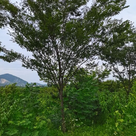 巢湖 低价出售红榉、樱花、广玉兰、桂花、香樟。