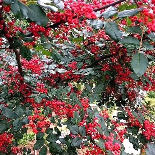 西和县陇南花椒 西和县蒿林油椒，色红油重，气味浓郁