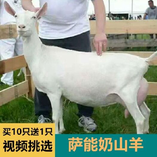 郓城县奶山羊价格 纯种高产莎能奶山羊多少钱一只羊羔活体种羊