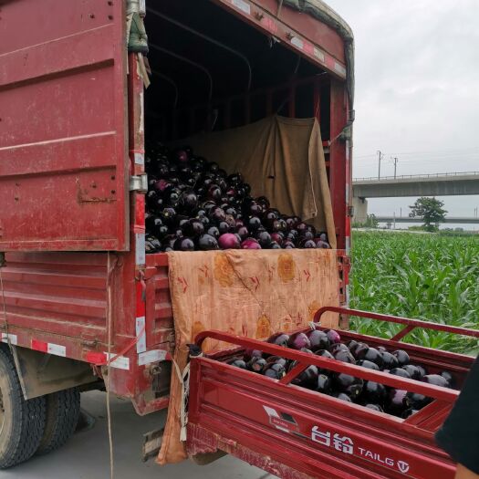 渭南 紫光圆茄，黑圆茄30亩