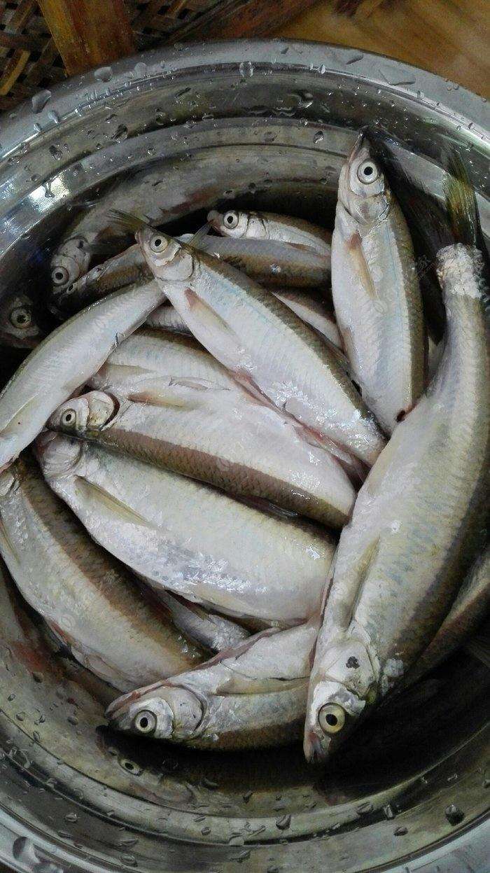 白 冰鲜白条.鱼