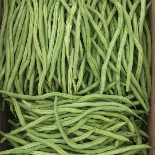 壶关县架豆王豆角 山西 壶关精品架豆大量上市  产地直销  货源充足