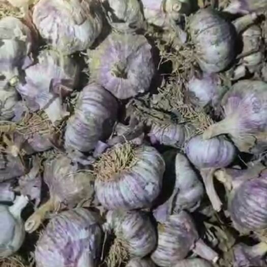 大名县太空2号大蒜 大名蒜种，紫皮红伴儿，太空品质