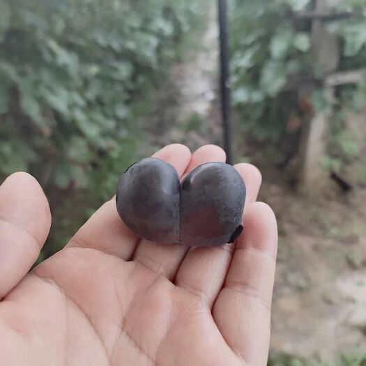 洛阳 批发葡萄