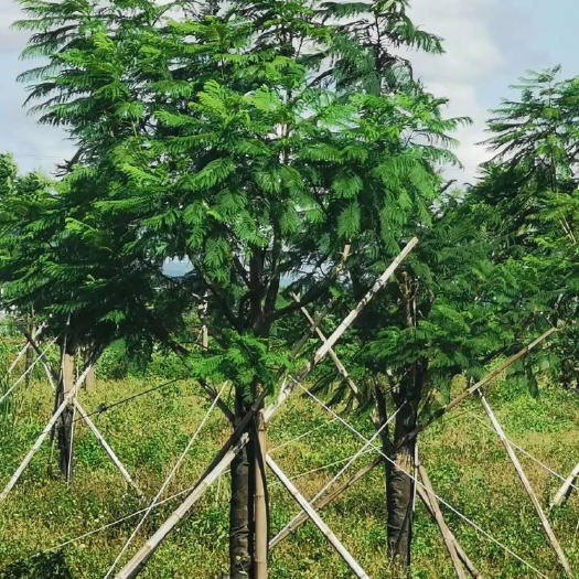 广州 13～14公分蓝花楹，各种规格打包骨折价