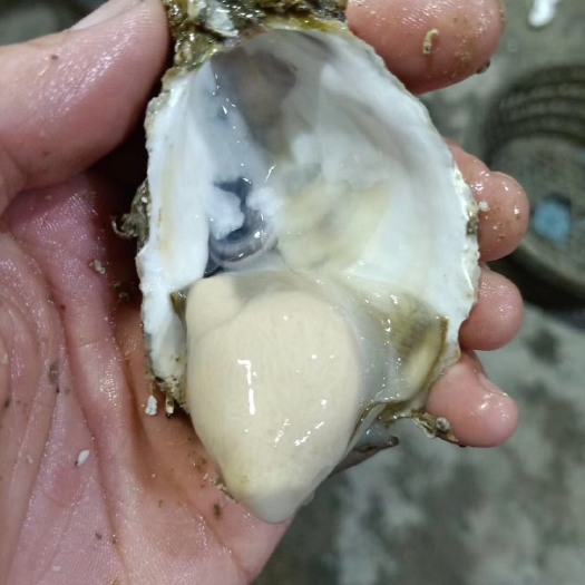 饶平县汫洲大蚝 海水 6两以上/只   1-2两/只 鲜活水产