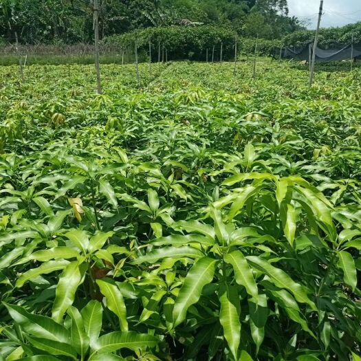 灵山县凯特芒果苗  芒果肉质细腻，气味香甜，含有丰富的糖、维生素