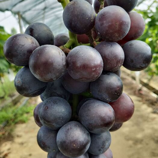 宜章县 夏黑葡萄