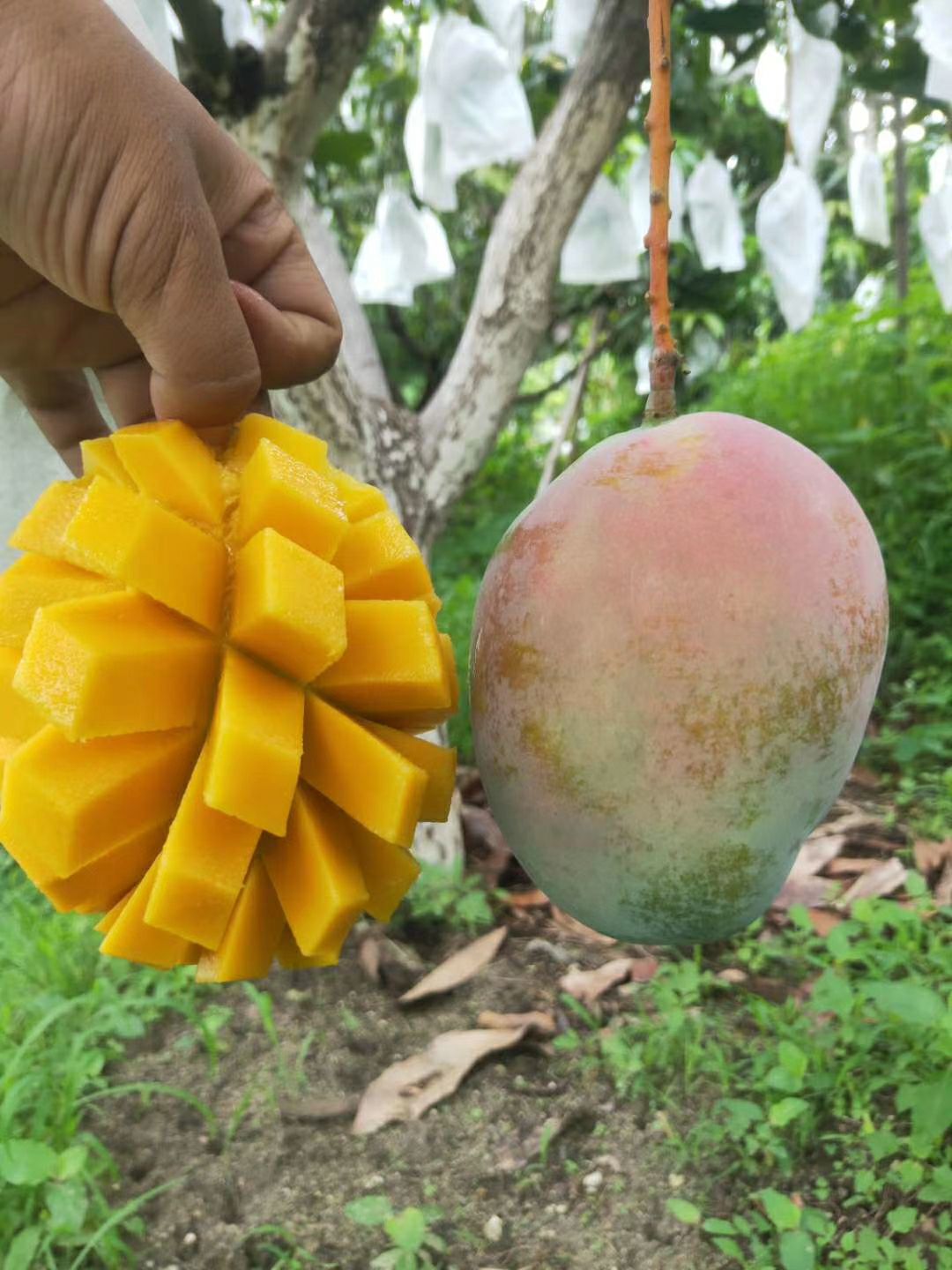 攀枝花凯特芒果大量上市,诚招各大电商网红平台,支持一件代发