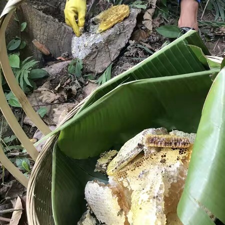 东方市 海南野排蜂蜜