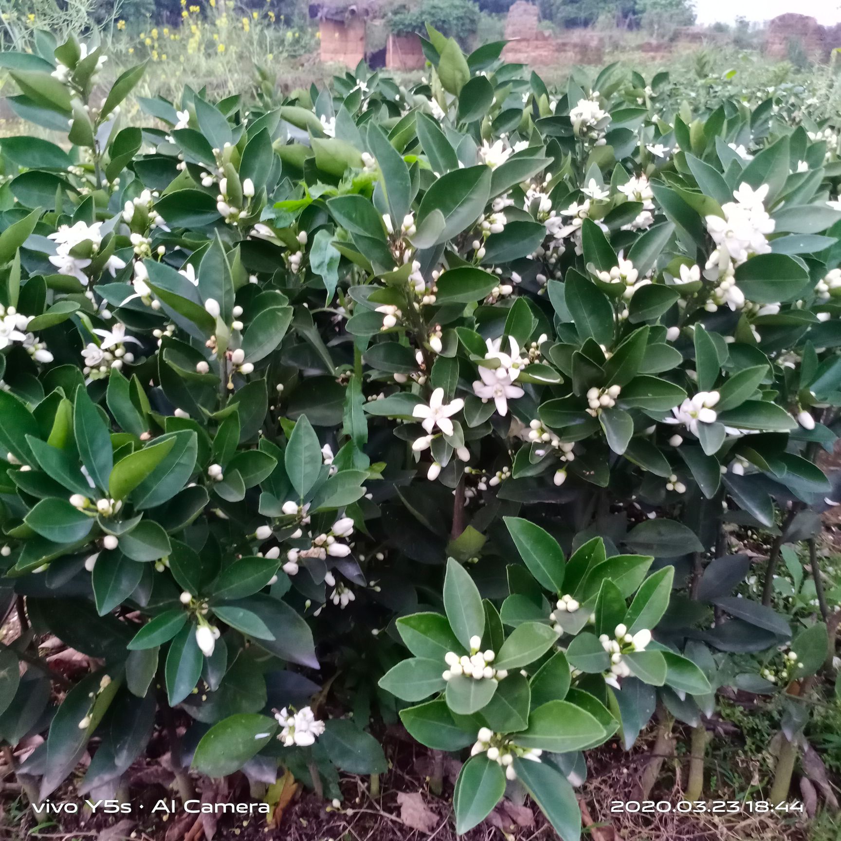 蜜香橙樹苗 蜂蜜臍橙苗