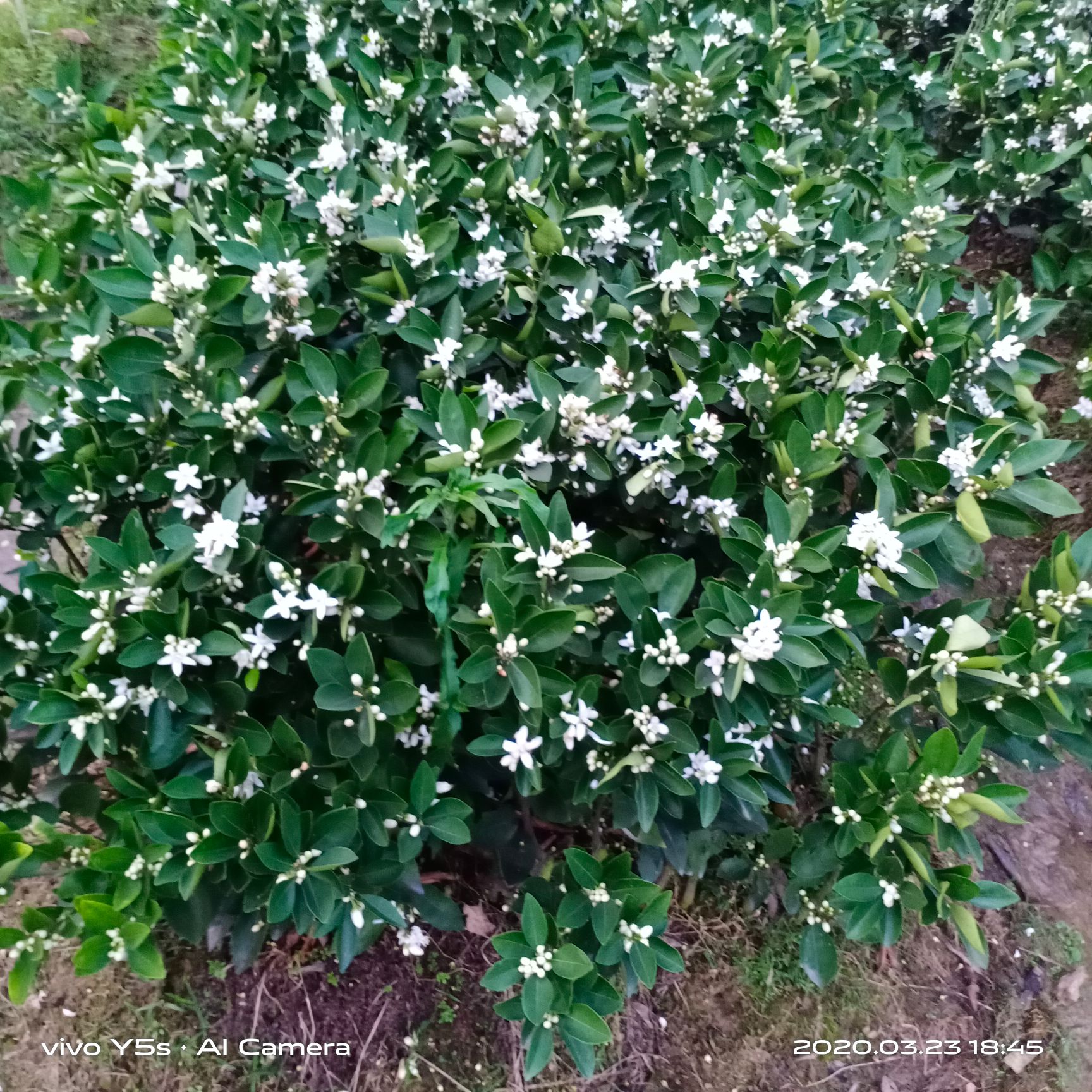 蜜香橙樹苗 蜂蜜臍橙苗