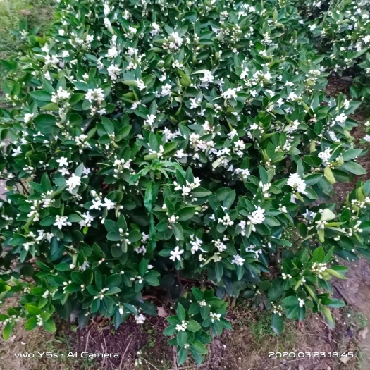 荔浦市蜜香橙树苗 蜂蜜脐橙苗