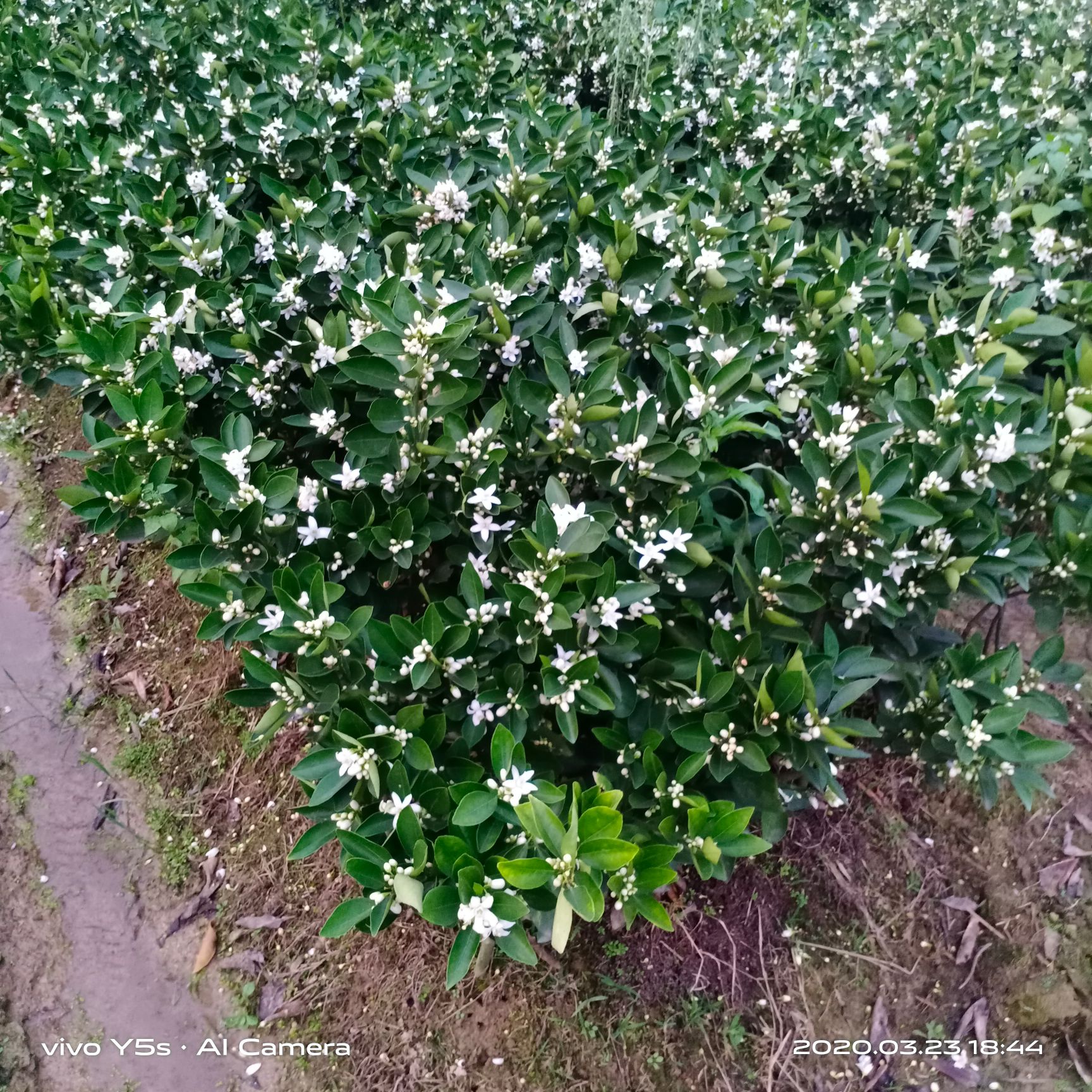 蜜香橙樹苗 蜂蜜臍橙苗