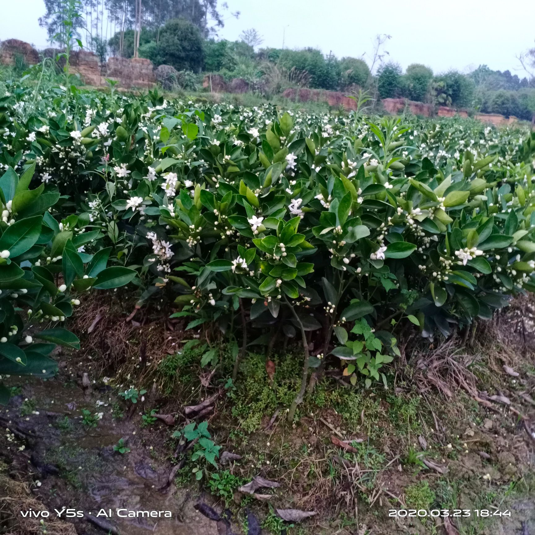 蜜香橙樹苗 蜂蜜臍橙苗