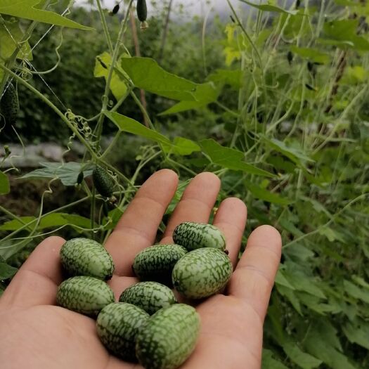 南平拇指西瓜