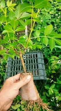 罗城县吴茱萸苗 江西广西中花吴茱萸土球苗袋苗嫁接苗杯苗营养袋苗茶辣苗扦插