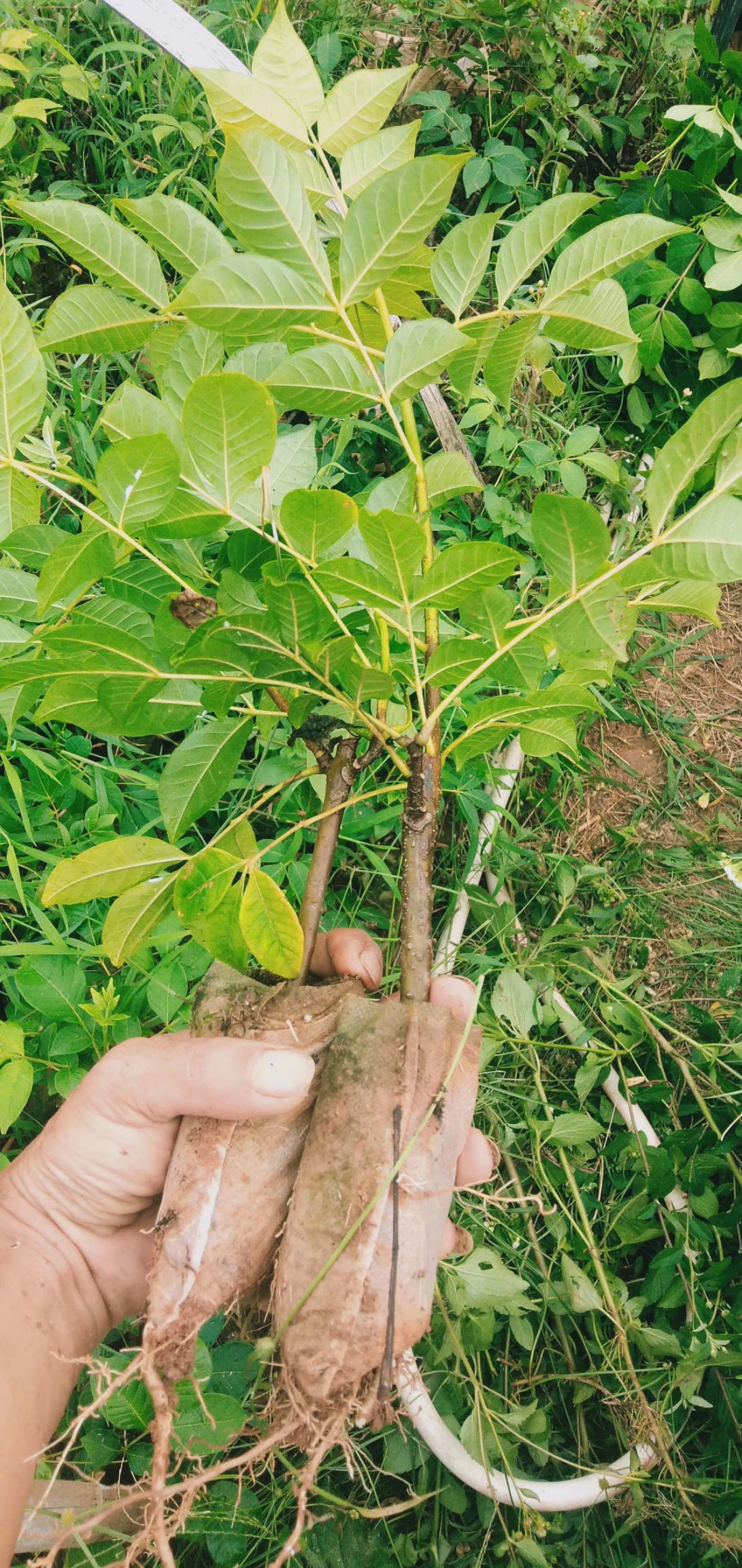 吴茱萸苗 江西广西中花吴茱萸土球苗袋苗嫁接苗杯苗营养袋苗茶辣苗扦插
