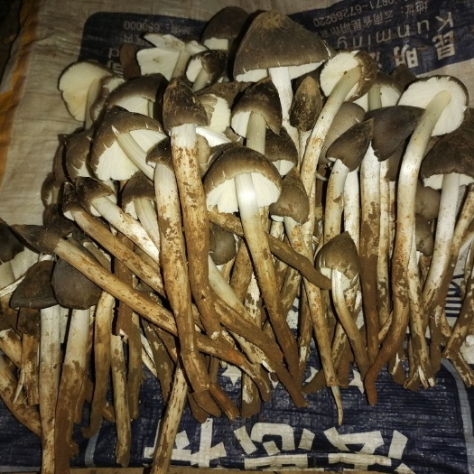 巍山县鸡枞菌 做安全可靠的特产.别人注重价格.而我们更注重品质和安