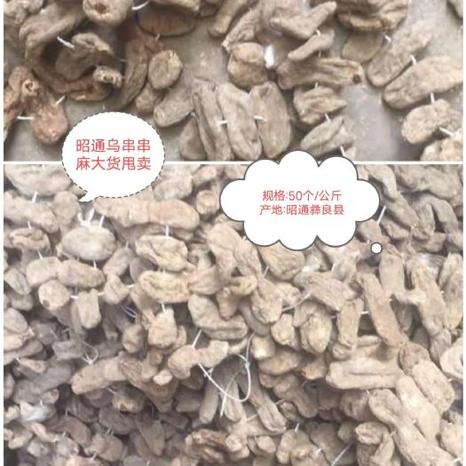 彝良县昭通天麻 昭通乌窜窜麻48－50个/公斤大货甩卖了