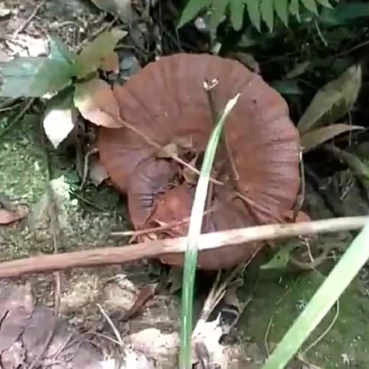 贵州本地三龙抢宝深山纯正宗紫灵芝
