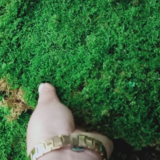 贞丰县水苔苔藓 30cm以上