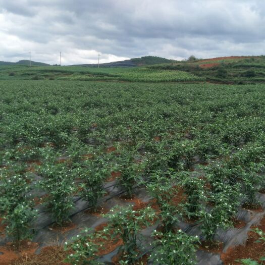 昆明朝天椒  2000亩大果型小米椒，无软果，无病椒，每天20吨