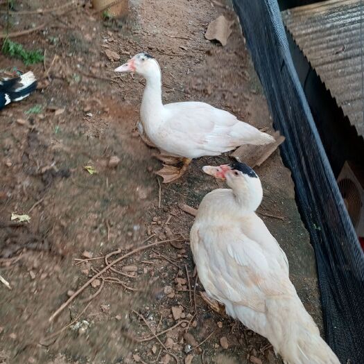 永德县公火鸭9_10斤