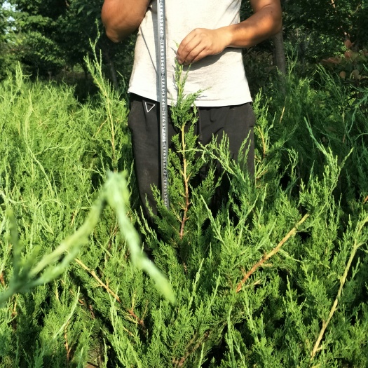 武功县小龙柏 2年生大田龙柏，龙柏基地直销，龙柏促销