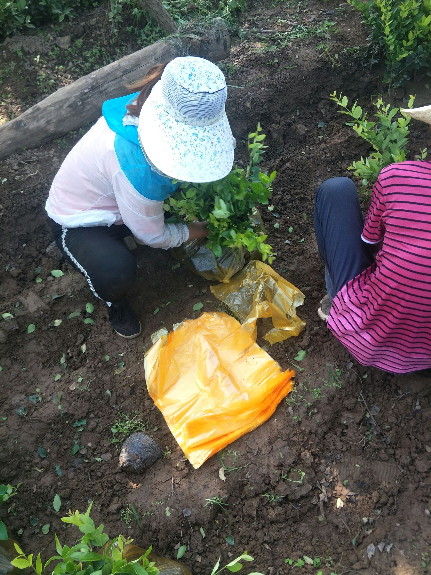  金森女貞杯苗，金森女貞基地直銷，金森女貞價格