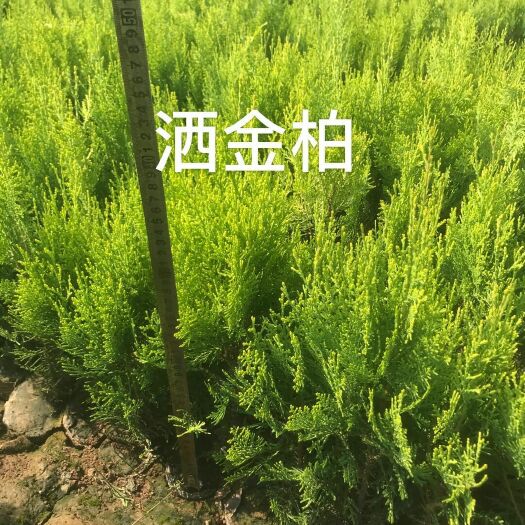 周至县 洒金柏基地直销，洒金柏价格，洒金柏批发