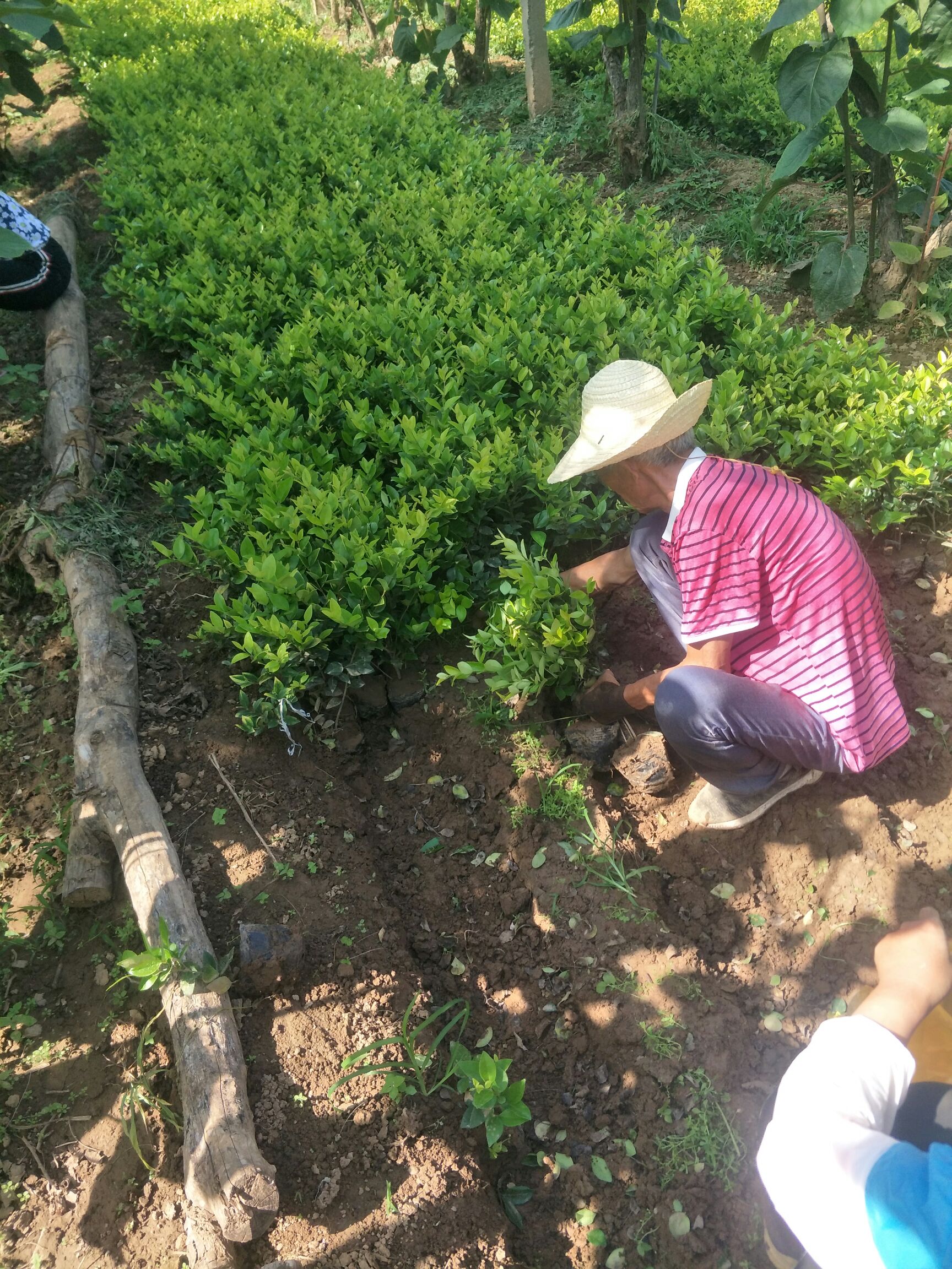  金森女貞杯苗，金森女貞基地直銷，金森女貞價格