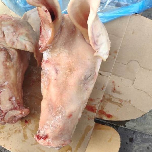 猪头 专业做 国产整头 分割头 猪手脚 JBS六分体前段 后腿