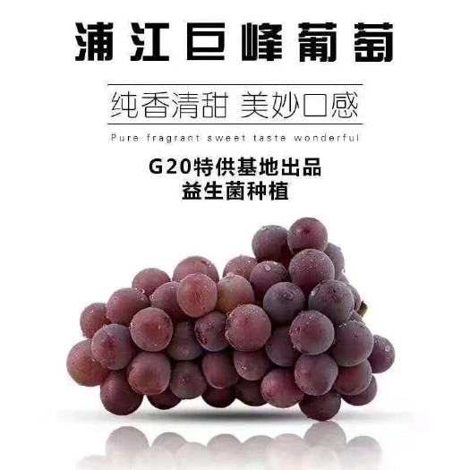 浦江县 浦江葡萄5斤和10斤箱精品礼盒包装