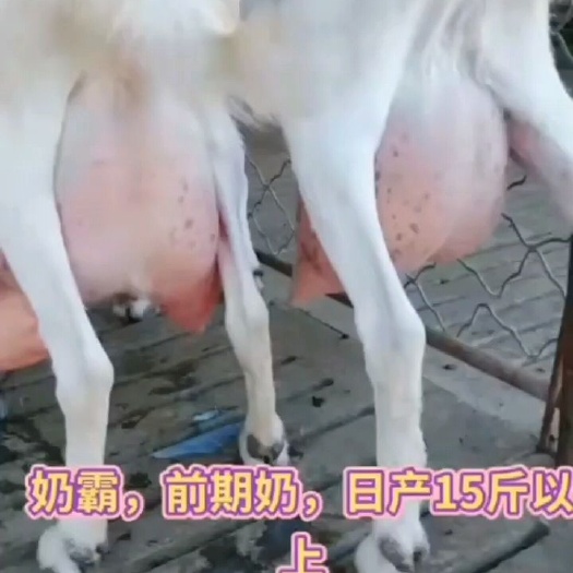 梁山县奶羊 30-50斤