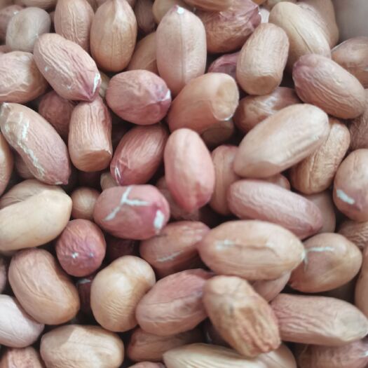 睢县花育花生  花育系列  手剥种子花生米鲁花八号，出芽率百分之