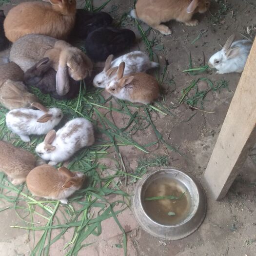 通辽 出售肉兔