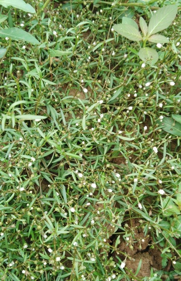 白花蛇舌草  白花 S舌草鲜20/斤丶干40/斤。清热解 毒，利湿通淋。