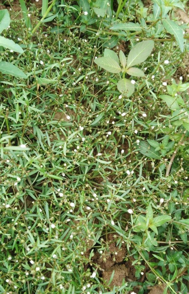 白花蛇舌草  白花 S舌草鲜20/斤丶干40/斤。清热解 毒，利湿通淋。