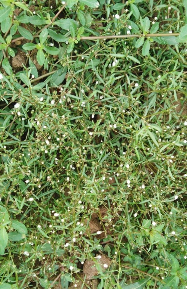 白花蛇舌草  白花 S舌草鲜20/斤丶干40/斤。清热解 毒，利湿通淋。