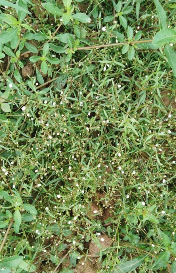 白花蛇舌草  白花 S舌草鲜20/斤丶干40/斤。清热解 毒，利湿通淋。