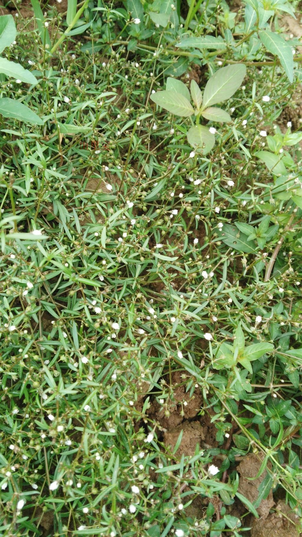 白花蛇舌草形态特征图片