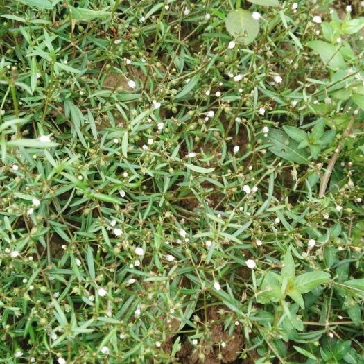紫金县白花蛇舌草  白花 S舌草鲜20/斤丶干40/斤。清热解 毒，利湿通淋。
