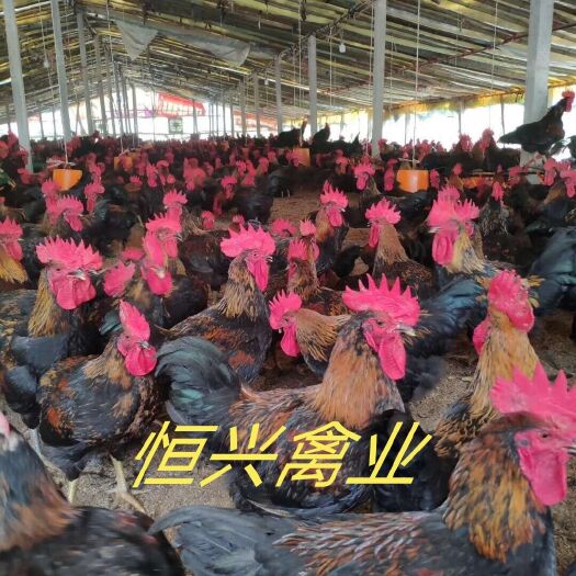 南宁土鸡苗  天露五号黑鸡苗 场家直销 包打疫苗 全国发货